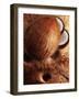 Artistically Arranged Still Life with Coconuts-Dieter Heinemann-Framed Photographic Print