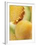 Artistically Arranged Still Life with Galia Melons-Dieter Heinemann-Framed Photographic Print