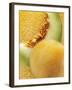 Artistically Arranged Still Life with Galia Melons-Dieter Heinemann-Framed Photographic Print