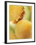 Artistically Arranged Still Life with Galia Melons-Dieter Heinemann-Framed Photographic Print