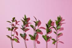 Leaves on a Pink Background-artjazz-Framed Stretched Canvas