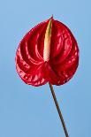 Close-Up of Exotic Background from Fresh Ripe Tropical Fruits Dragon Fruits, Pitahaya, the Half of-artJazz-Photographic Print