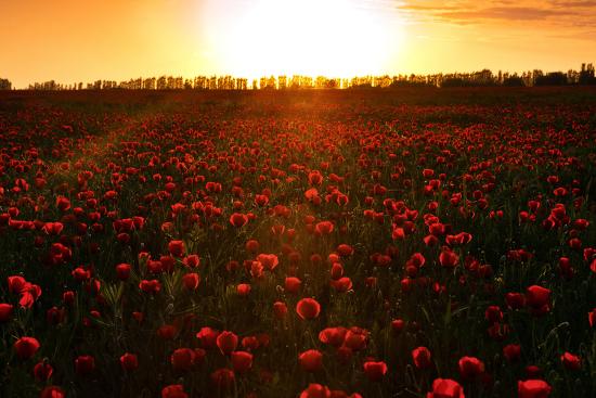 Premium Photographic Print, , large