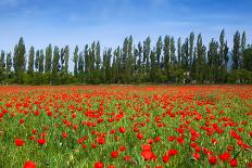 Poppy Landscape-artlosk-Framed Photographic Print