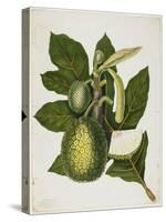 Artocarpus Incisa (The True Bread-Fruit/ of the Phillipines), December 1866-Priscilla Susan Bury-Stretched Canvas