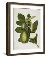 Artocarpus Incisa (The True Bread-Fruit/ of the Phillipines), December 1866-Priscilla Susan Bury-Framed Giclee Print