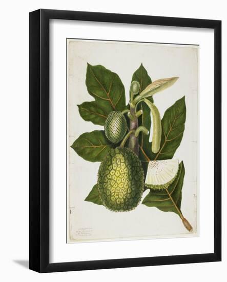 Artocarpus Incisa (The True Bread-Fruit/ of the Phillipines), December 1866-Priscilla Susan Bury-Framed Giclee Print