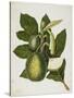 Artocarpus Incisa (The True Bread-Fruit/ of the Phillipines), December 1866-Priscilla Susan Bury-Stretched Canvas