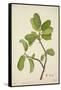 Artocarpus Lakoocha Roxb, 1800-10-null-Framed Stretched Canvas