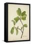 Artocarpus Lakoocha Roxb, 1800-10-null-Framed Stretched Canvas