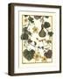 Arts and Crafts Gourd-M. P. Verneuil-Framed Art Print