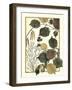 Arts and Crafts Hazelnut-M. P. Verneuil-Framed Art Print