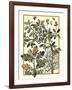 Arts and Crafts Oak-M.P. Verneuil-Framed Art Print