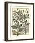 Arts and Crafts Oak-M.P. Verneuil-Framed Art Print