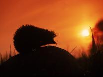 Hedgehog (Erinaceus Europaeus) Silhouette at Sunset, Poland, Europe-Artur Tabor-Stretched Canvas