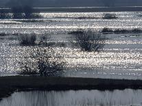 Sunlight on Flooded Wetlands in Spring, Biebrzanski National Park, Poland-Artur Tabor-Stretched Canvas