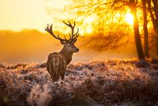 Red Deer in Morning Sun.-arturasker-Mounted Photographic Print