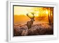 Chelsea White