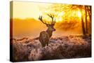 Stretched Canvas