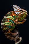 Yemen Chameleon-arturasker-Laminated Photographic Print