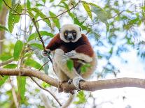 Playa in Manuel Antonio National Park, Costa Rica Wildlife.-Artush-Photographic Print