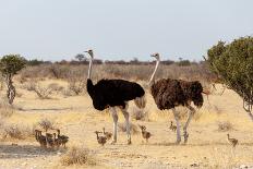 Full Waterhole with Elephants, Zebras, Springbok and Orix. Etosha National Park, Ombika, Kunene, Na-Artush-Photographic Print