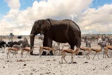 Full Waterhole with Elephants, Zebras, Springbok and Orix. Etosha National Park, Ombika, Kunene, Na-Artush-Photographic Print