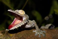 Giant Leaf-Tailed Gecko, Uroplatus Fimbriatus, Nosy Mangabe Reserve, Madagascar. Angry Gecko with O-Artush-Photographic Print