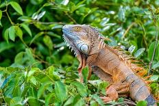 Green Iguana (Iguana Iguana) on Tree in Tropical Rainforest, Rio Tempisque Guanacaste, Costa Rica W-Artush-Photographic Print