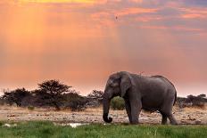 Full Waterhole with Elephants, Zebras, Springbok and Orix. Etosha National Park, Ombika, Kunene, Na-Artush-Photographic Print