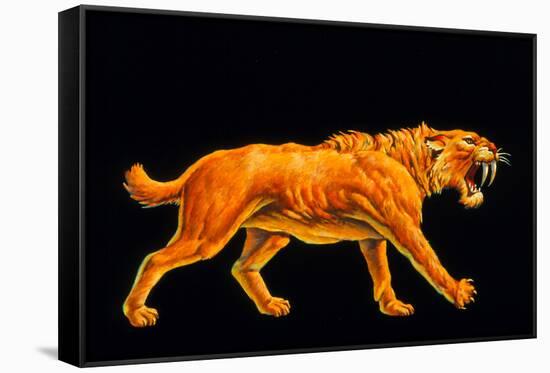 Artwork of a Sabre-toothed Cat (Smilodon Sp.)-Joe Tucciarone-Framed Stretched Canvas