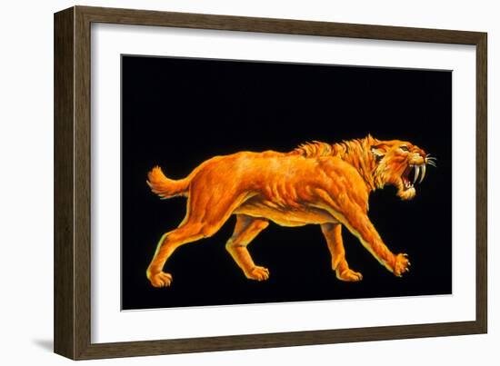 Artwork of a Sabre-toothed Cat (Smilodon Sp.)-Joe Tucciarone-Framed Photographic Print