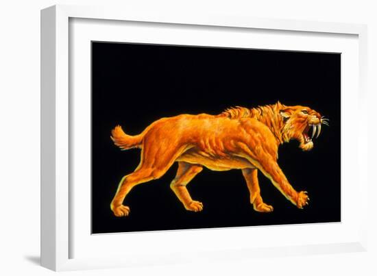 Artwork of a Sabre-toothed Cat (Smilodon Sp.)-Joe Tucciarone-Framed Photographic Print