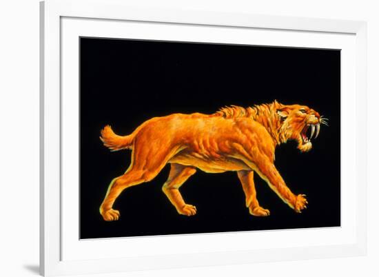 Artwork of a Sabre-toothed Cat (Smilodon Sp.)-Joe Tucciarone-Framed Photographic Print