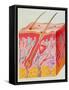 Artwork of a Section Through Human Skin-John Bavosi-Framed Stretched Canvas