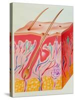 Artwork of a Section Through Human Skin-John Bavosi-Stretched Canvas