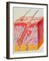 Artwork of a Section Through Human Skin-John Bavosi-Framed Photographic Print