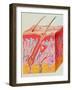 Artwork of a Section Through Human Skin-John Bavosi-Framed Photographic Print