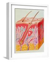 Artwork of a Section Through Human Skin-John Bavosi-Framed Photographic Print