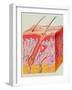 Artwork of a Section Through Human Skin-John Bavosi-Framed Photographic Print