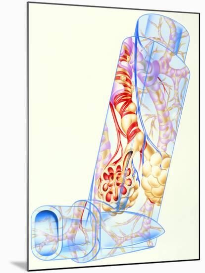 Artwork of Asthmatic Respiratory System on Inhaler-John Bavosi-Mounted Photographic Print