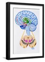 Artwork of Brain Areas In Parkinson's Disease.-John Bavosi-Framed Photographic Print