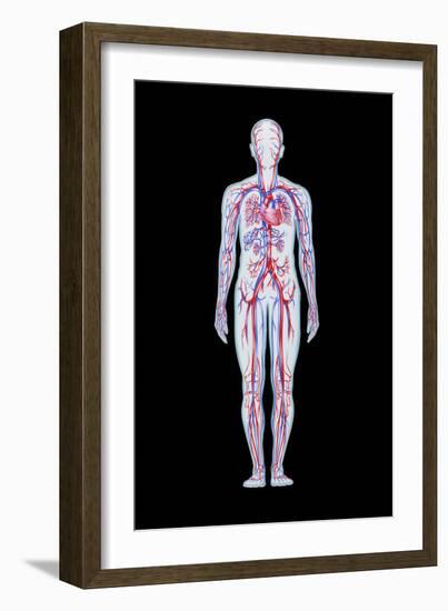 Artwork of Human Blood Circulation-John Bavosi-Framed Photographic Print