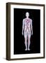 Artwork of Human Blood Circulation-John Bavosi-Framed Photographic Print