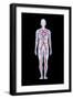 Artwork of Human Blood Circulation-John Bavosi-Framed Photographic Print