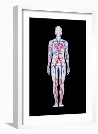 Artwork of Human Blood Circulation-John Bavosi-Framed Photographic Print