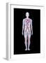 Artwork of Human Blood Circulation-John Bavosi-Framed Photographic Print