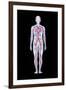 Artwork of Human Blood Circulation-John Bavosi-Framed Photographic Print