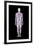 Artwork of Human Blood Circulation-John Bavosi-Framed Photographic Print