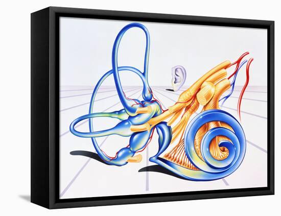 Artwork of Inner Ear-John Bavosi-Framed Stretched Canvas